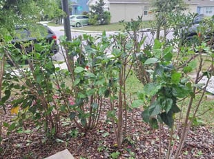Bush Trimming by Angel Vazquez for PAUL M. in Davenport, FL