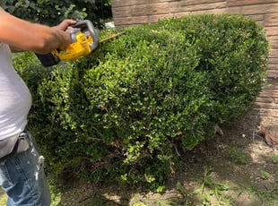 Bush Trimming by Warren Campbell for Dottie D. in Columbus, OH