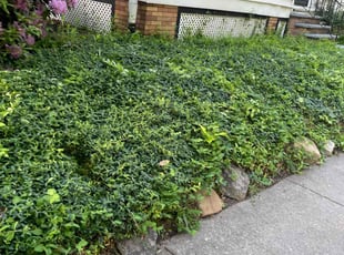Bush Trimming by Nicholas Adams for Diane J. in Cleveland Heights, OH