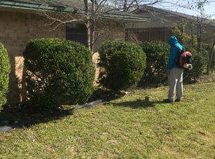 Bush Trimming by Juan Uribe for Tracy C. in Grand Prairie, TX
