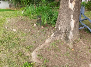 Usha I.'s Flower Bed Weeding service result