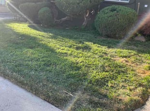 Bush Trimming by Emanuel Riak for Jeffery K. in Salt Lake City, UT