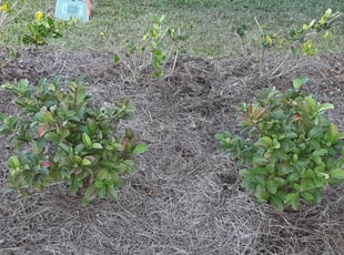 Weeding by Adam Wisdom for Brittany B. in Moncks Corner, SC