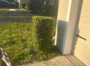 Bush Trimming by John Weber for Camellia M. in Groveland, FL