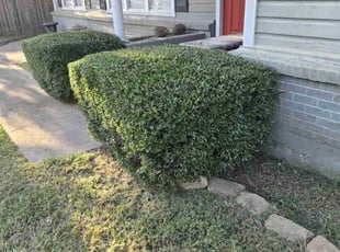 Bush Trimming by Michael Gill for Rafael V. in Arlington, TX