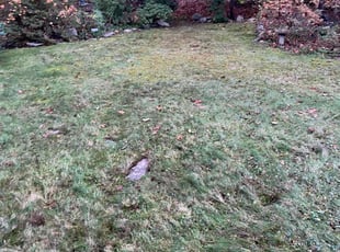 Leaf Removal by Percy Esteban Perez for John F. in Foxborough, MA