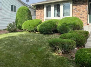 Bush Trimming by Aaron F for Ryan C. in Westminster, CO