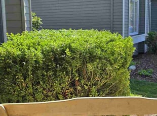 Bush Trimming by Paul Hidalg9 for Srinubabu M. in Issaquah, WA