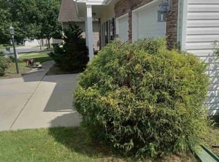 Bush Trimming by Barry Turpin for Alisha S. in Charlotte, NC
