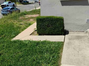 Bush Trimming by Roberto Medina for Trevor S. in La Mesa, CA