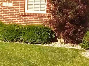 Marci G.'s Lawn Mowing Service service result