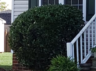 Bush Trimming by Ryan Harrison for Zola S. in Richmond, VA