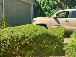 Bush Trimming by Ricardo Lobatos Vega for Christine F. in Portland, OR