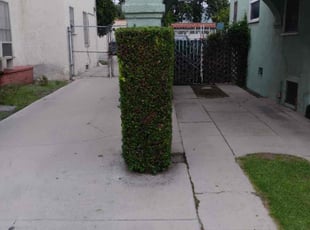 Bush Trimming by Ernesto Gonzalez for Mashari W. in Los Angeles, CA