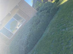 Bush Trimming by Daubrawn Elmore for Paige N. in Westminster, CO