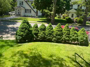Tony P.'s Lawn Care service result