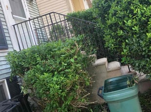 Bush Trimming by David Featherstone for Shirlette S. in Bowie, MD