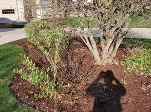 Landscaping by David Dawson for Guirish A. in Verona, WI
