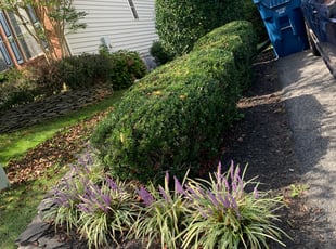 Bush Trimming by Gilberto Ayala for Mariam E. in Springfield, VA