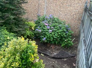Weeding by Mateo Brown for Leslie W. in Bowie, MD