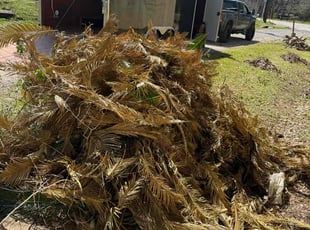 Bush Trimming by Casey Mhire for Edward P. in Lafayette, LA