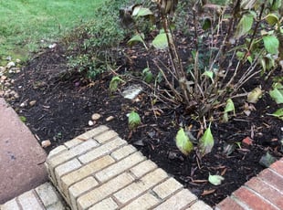 Leaf Removal by Marco Antenor for Rocky P. in Charlotte, NC