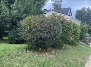 Bush Trimming by Norberto Soto for Chris K. in Cheltenham, PA