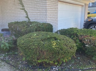 Bush Trimming by Raymond Pool for Tamara S. in Southfield, MI