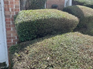 Bush Trimming by Marsha Cooper for Tonya F. in Lithonia, GA