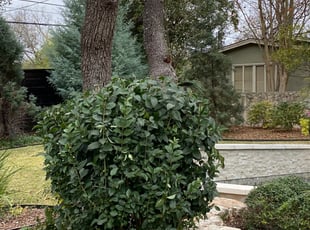Bush Trimming by Bradley Matthiesen for Stan N. in San Antonio, TX