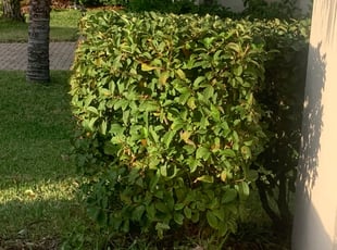 Bush Trimming by James Sampson for Jamar C. in Tampa, FL