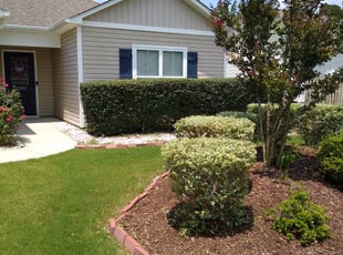 Bush Trimming by David Sosebee for Manny B. in Leland, NC