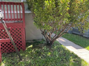 Bush Trimming by Harold Pemberton for Muna A. in Chicago, IL