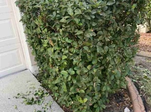 Bush Trimming by James Anderson for JOY L. in Tampa, FL