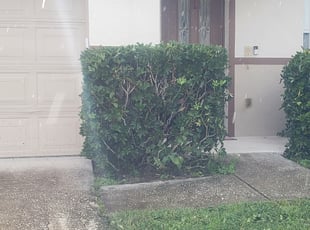 Bush Trimming by Leandro Lobo for Roshawn W. in Kissimmee, FL