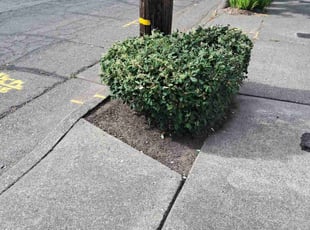 Bush Trimming by Christopher Szczech for Don B. in Santa Rosa, CA