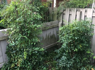 Bush Trimming by Johnnie Spears for Carter H. in Baton Rouge, LA