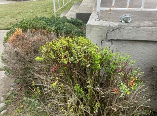 Bush Trimming by Nathaniel Turnbow for Mark B. in Cincinnati, OH