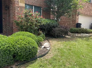 Bush Trimming by Brennen Dikes for Amanda R. in Fort Worth, TX