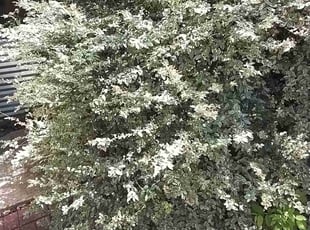 Bush Trimming by Annette Amador for Amit S. in Austin, TX