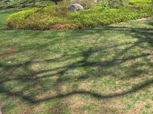 Michael V.'s Lawn Maintenance service result