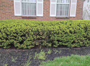 Bush Trimming by Judith Allen for Dave E. in Columbus, OH