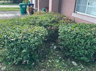 Bush Trimming by Delroy Lawrence for Lourdes D. in Miami, FL