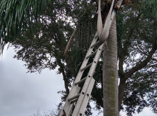 Bush Trimming by Shane Ray for Floriendo M. in Rockledge, FL