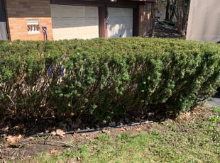 Bush Trimming by Hillie Landscaping for William B. in Waterford Township, MI