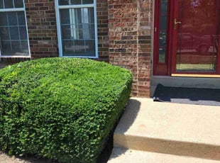 Bush Trimming by Bartolo Alvarez for Maria G. in Silver Spring, MD