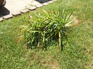 Weeding by Julio Almestica for Elizabeth I. in Kansas City, MO