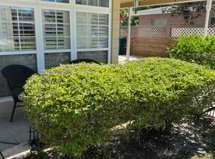 Bush Trimming by Efrain Marrero for Kathy K. in Tampa, FL