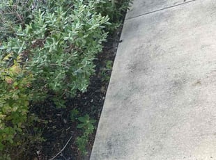 Weeding by Keily Delgado Preciado for Amrith S. in Austin, TX