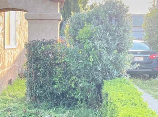 Bush Trimming by Robert Camarena for Tai a. in Inglewood, CA